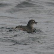 Adult plumage. Note: white crescent above eye, upcurved lower mandible (with pale patch near base).
